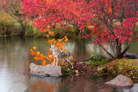 Seasons of Change Image